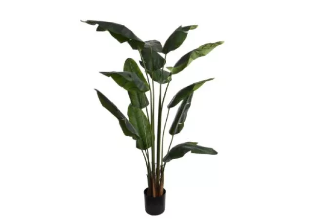TRAVELLERS PALM GREEN 180CM